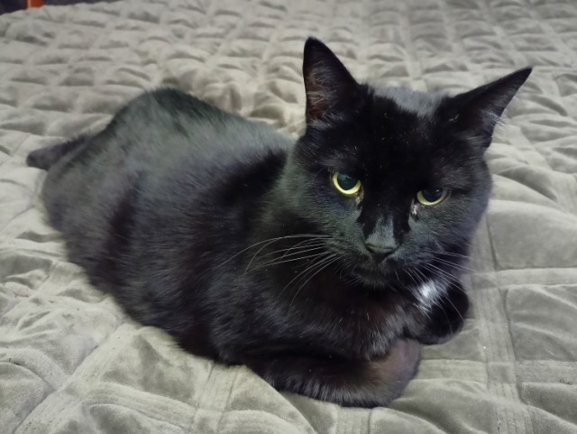 Котовторник 09.04.24