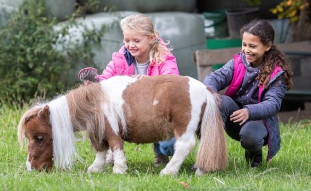 Пони из Германии признан самой маленькой лошадью в мире