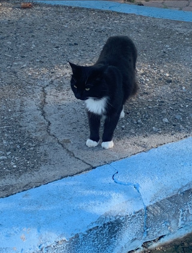 Южных котиков вам на радость