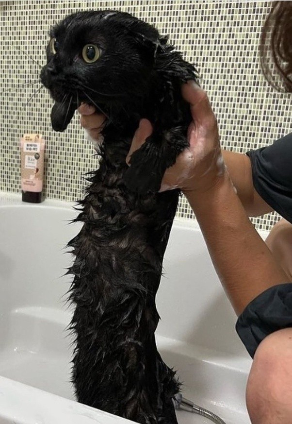 Чёрная мамба