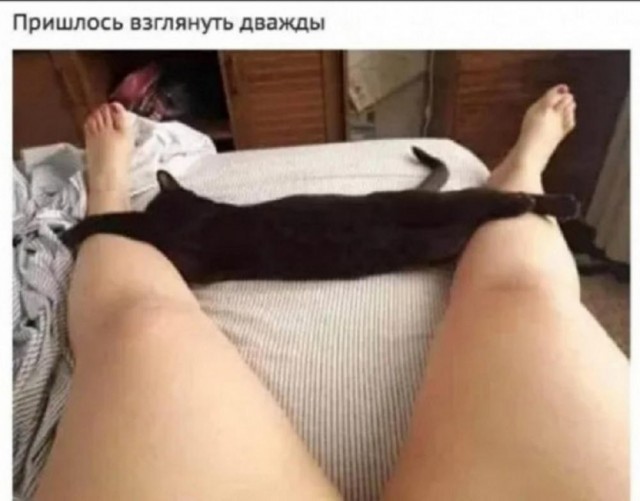 Котовторник в картинках