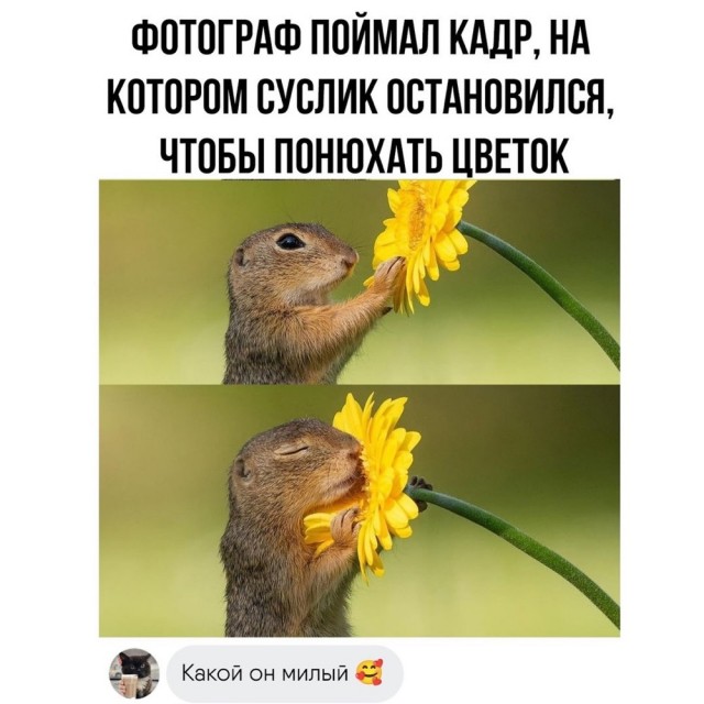Отряд быстрого деградирования