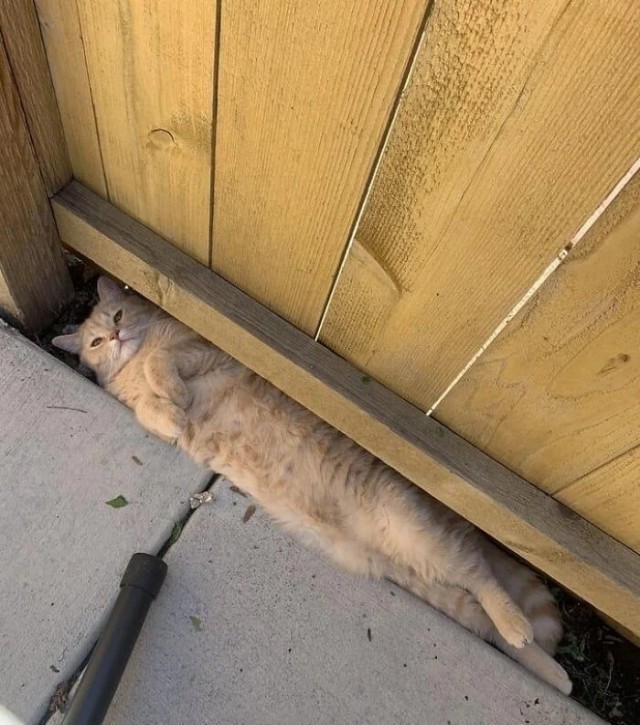 Коробочки наше фсё