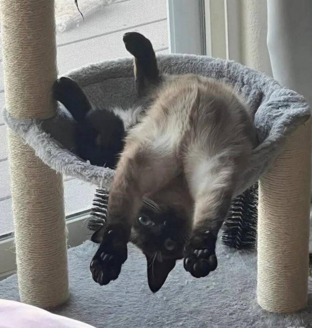 Прикольные морды котов псов к настроению...