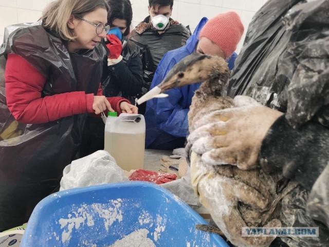 Отдых в Анапе, похоже, ВСЁ: экологи бьют тревогу из-за разлива мазута