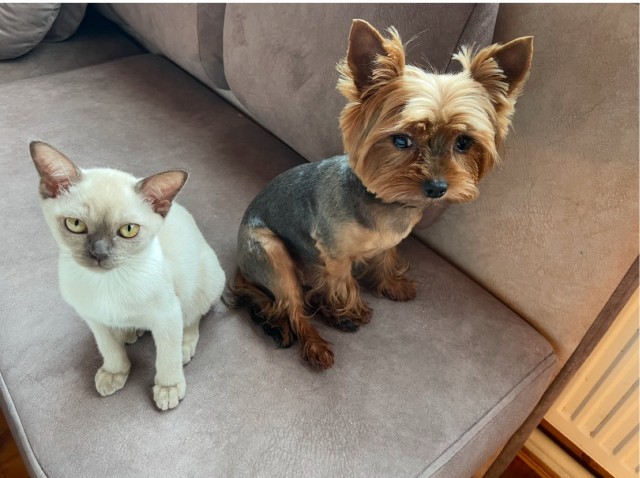 12 самых смешных котов в истории комического конкурса Comedy Pet Photography Awards