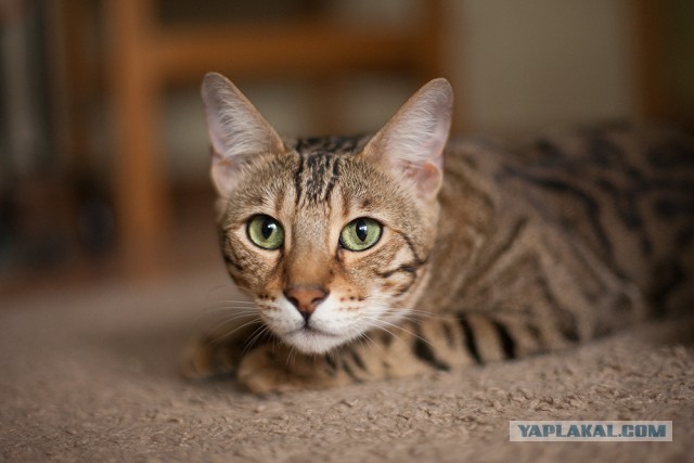 О бенгальских котах на наглядном примере