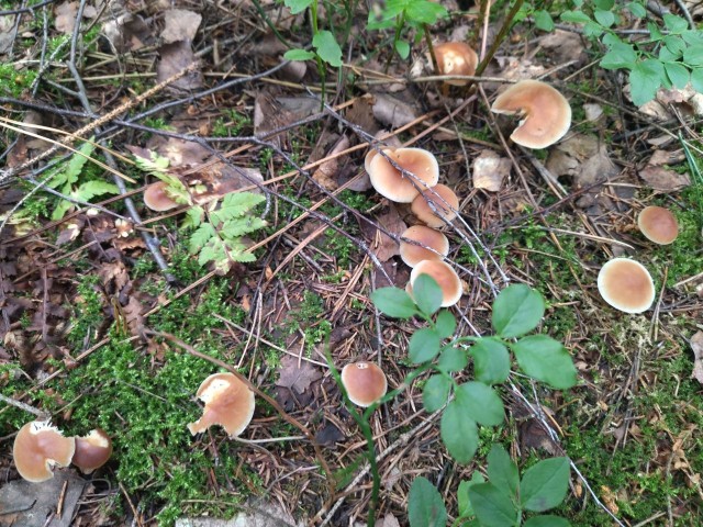 Итоги ККК № 31 "Маски/Звери" и всё такое