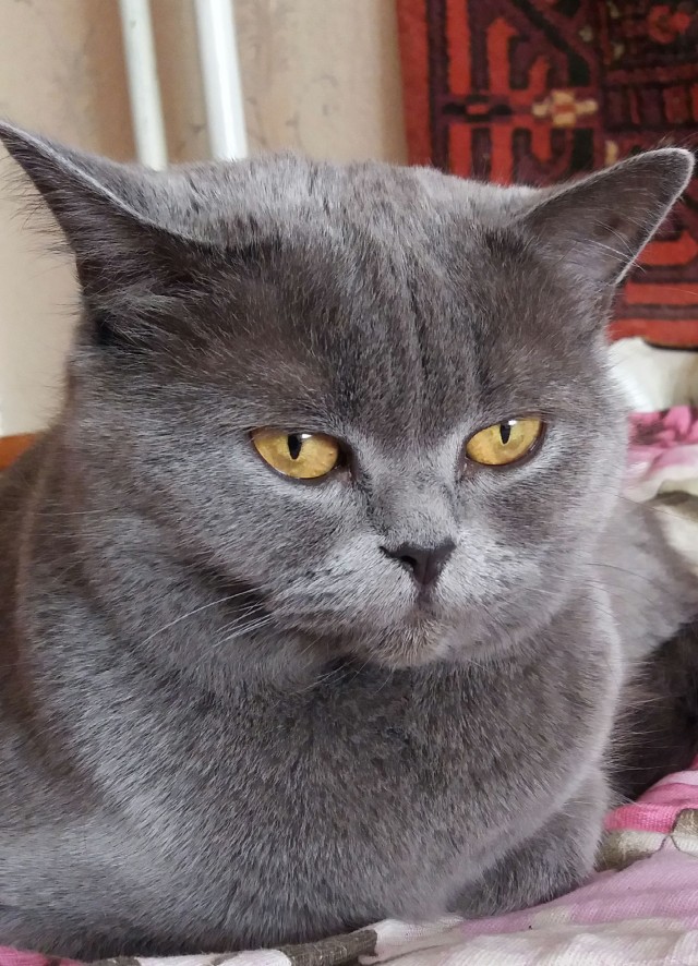 Ушла на радугу сегодня моя лучшая подруга Буся (Бусинка).