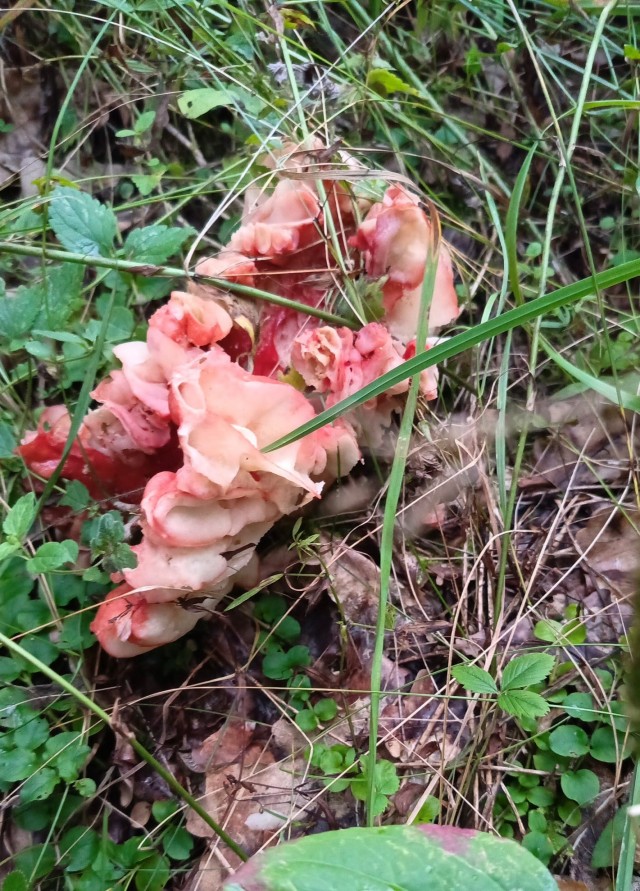 Что за гриб попался?