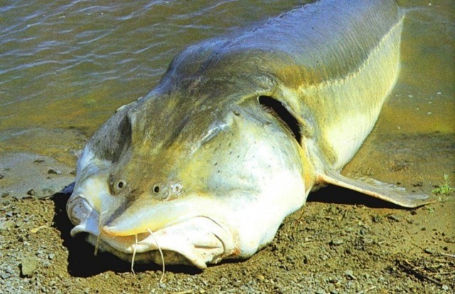 Почему рыба из реки Амур крайне агрессивна в других водоёмах? Чудовища Дальнего Востока