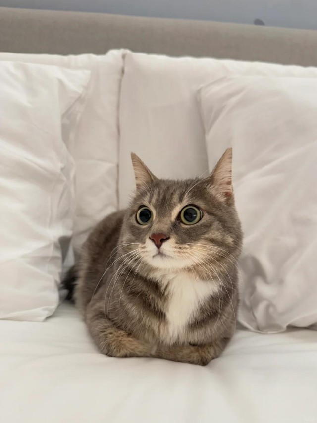 Котейке уютно сидится