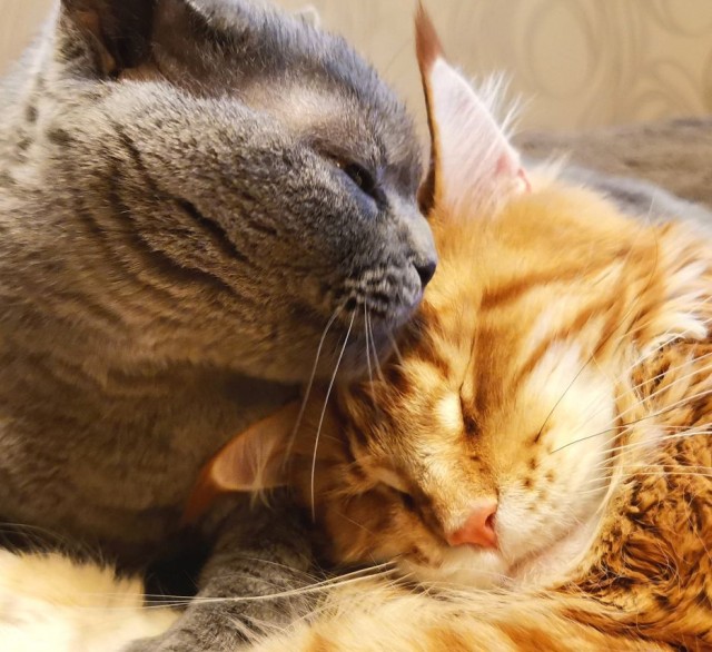 Друзья (котовторник)