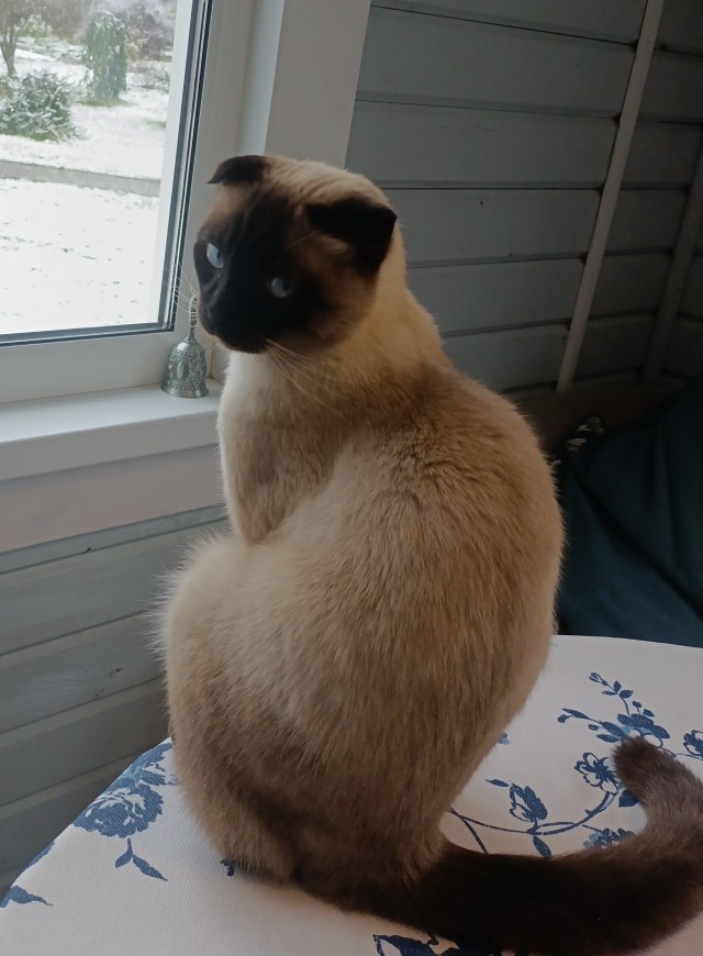 Видео на котовторник, коллеги.