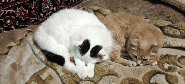 Котонадзор