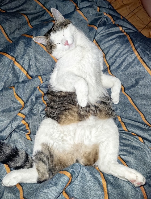 Ну’с с котовторником Вас товарищи