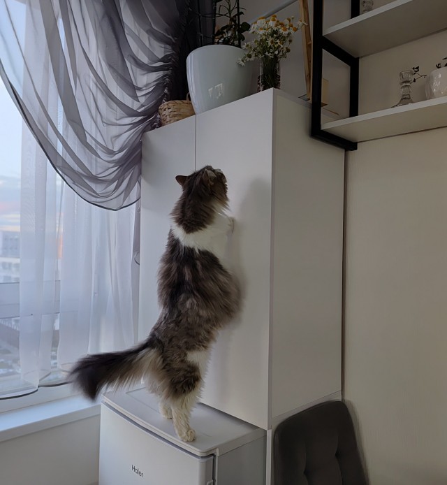Котовторник
