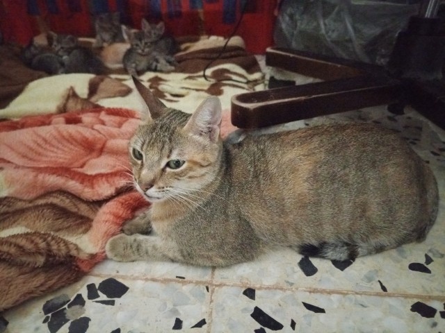 Коты с которыми служу.или которым служу!)