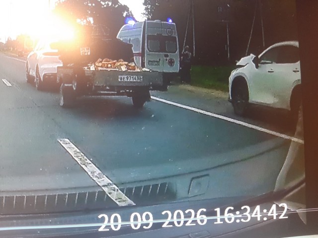 Видел на дороге сбитого лося