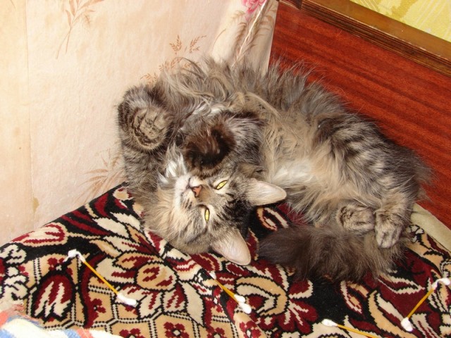 Котейка, который не знает как лежат котейки