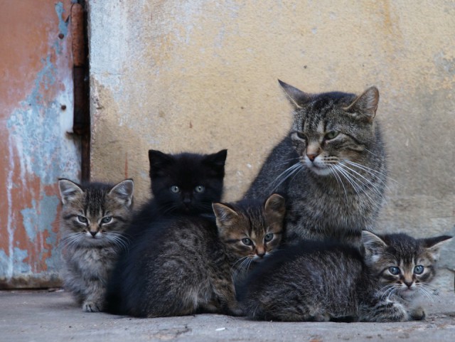 Котовторник 24.06.2014
