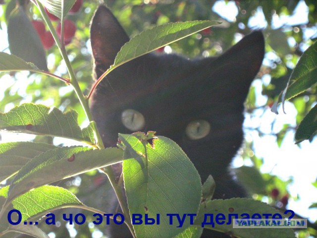 Котовторник  08.07.2014