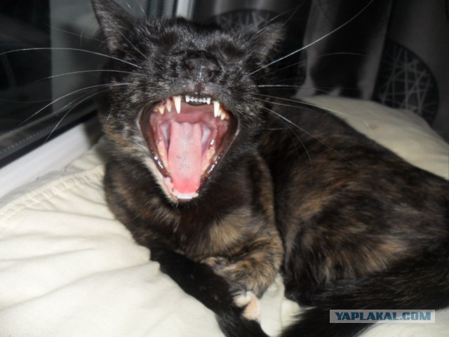 А у тебя есть фото твоей зевающей котейки ?