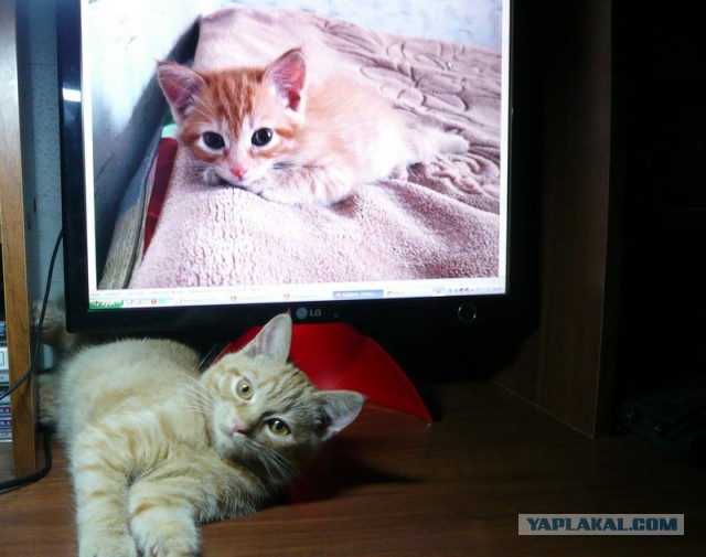 Котовторник 12.08.2014