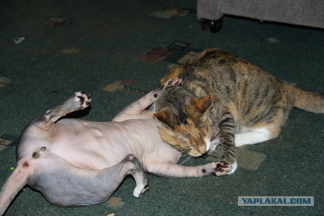 Котовторник 7.10.2014