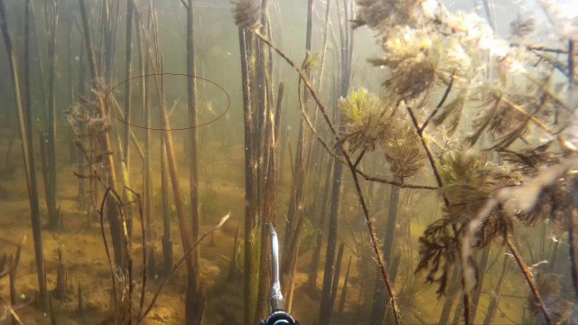 Закрыл сезон. Подводная охота на щуку