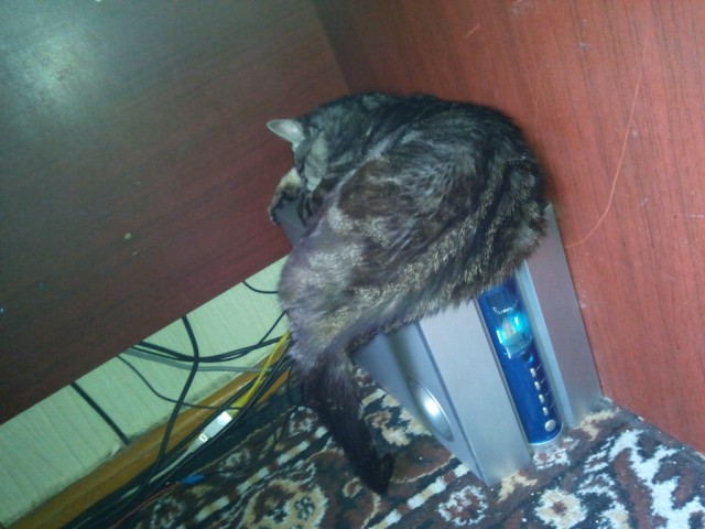 Пришел домой, подключил телефон к колонке...