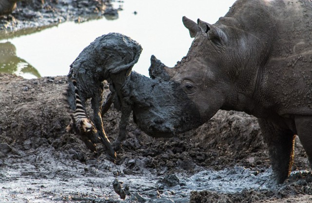 Носорог достал жеребенка зебры из грязи