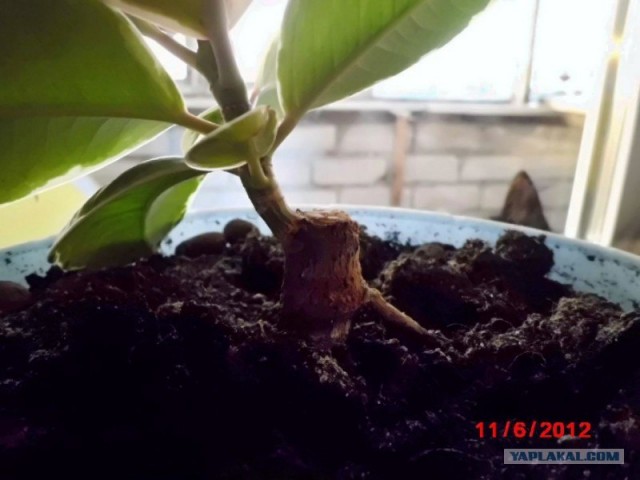 Триумф воли