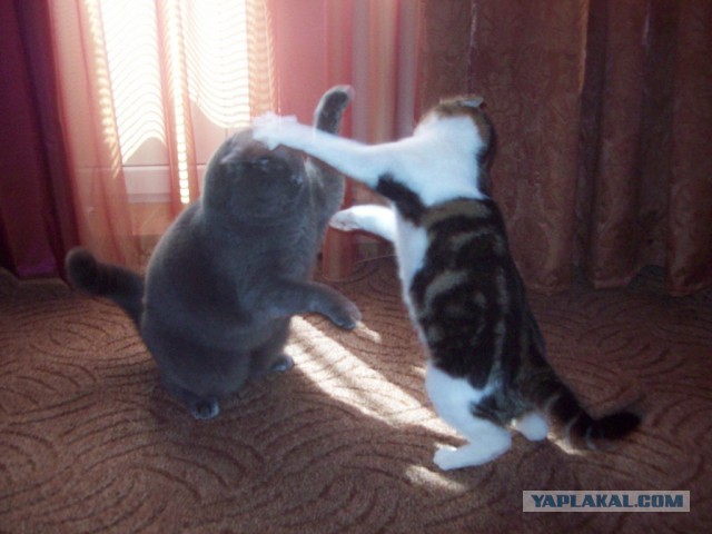 Котовторник
