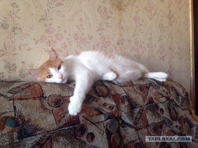 Котовторник 7.07.2015