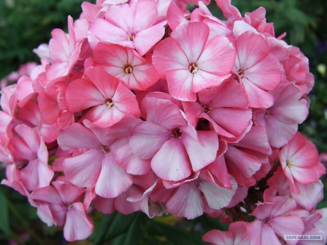 Золотая осень