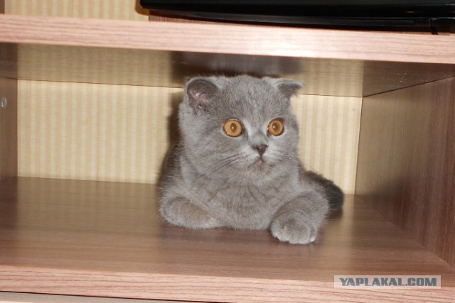 Обидеть котенка может каждый...