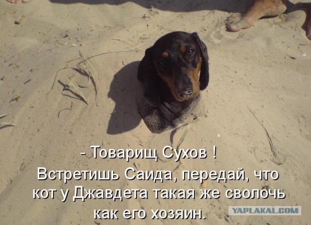 Собаки против котов