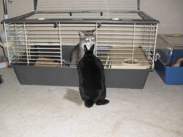 Котооо-о-о-вторник