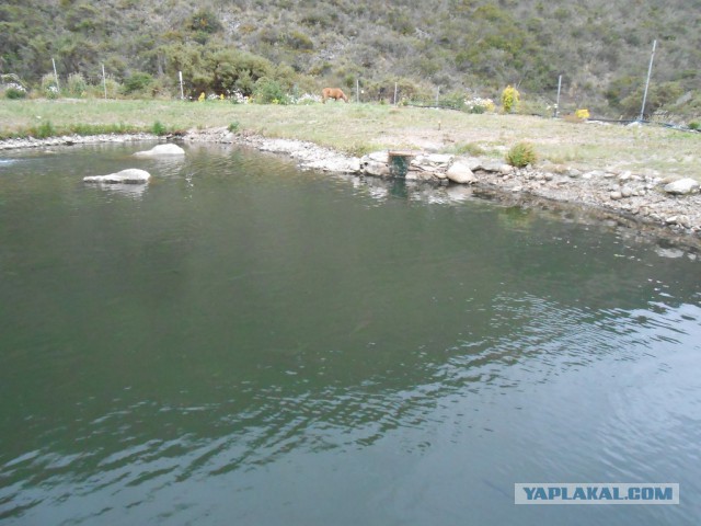 Рыбная ферма. Эквадор