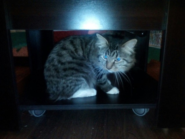 Котовторник