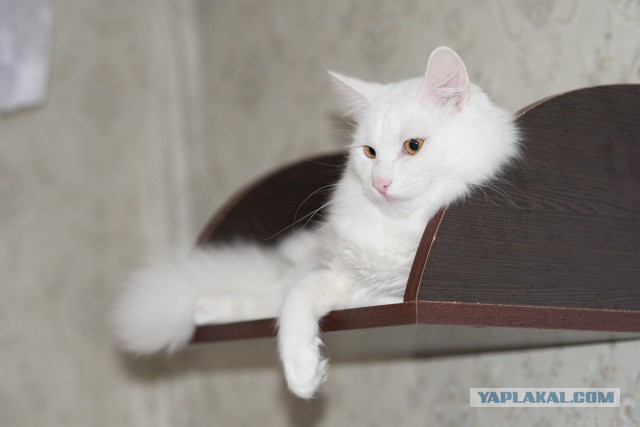 Котовторник 26.01.2016