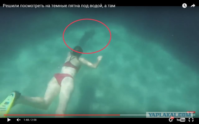 Решили посмотреть на темные пятна под водой