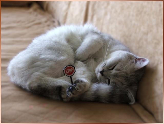 Коты, кошки, котята