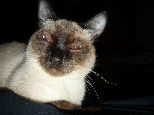 Интересные факты о сиамских кошках