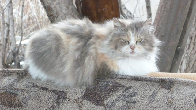 Котовторник 12.04