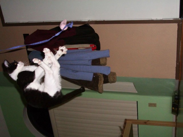 Летающий котовторник на ЯПлакалъ! (38 котов)