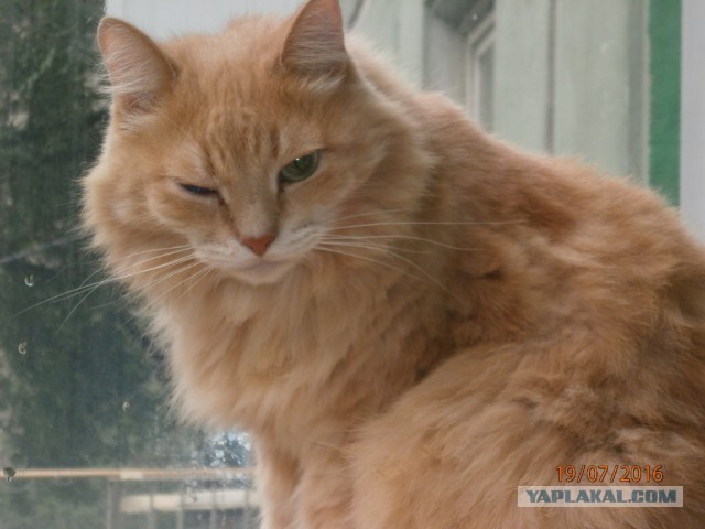 Хотел взять котенка