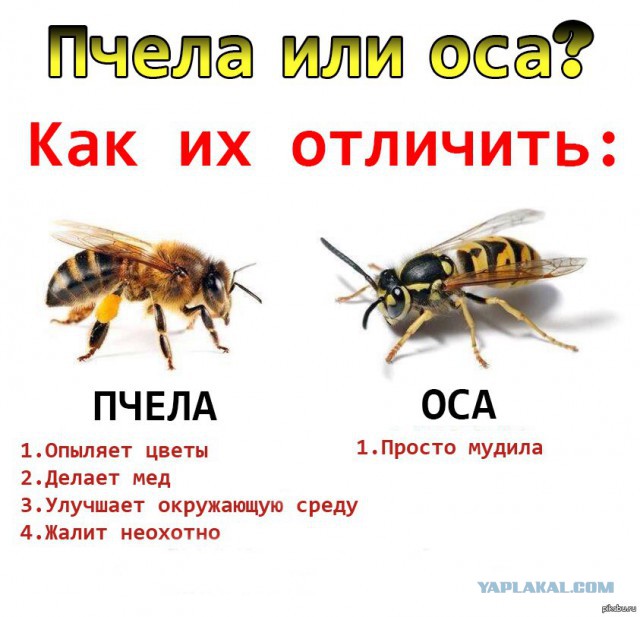 В Черкасской области мужчину до смерти закусали шершни
