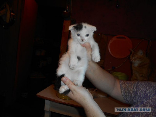Жизнь домашнего приюта для котеек 130